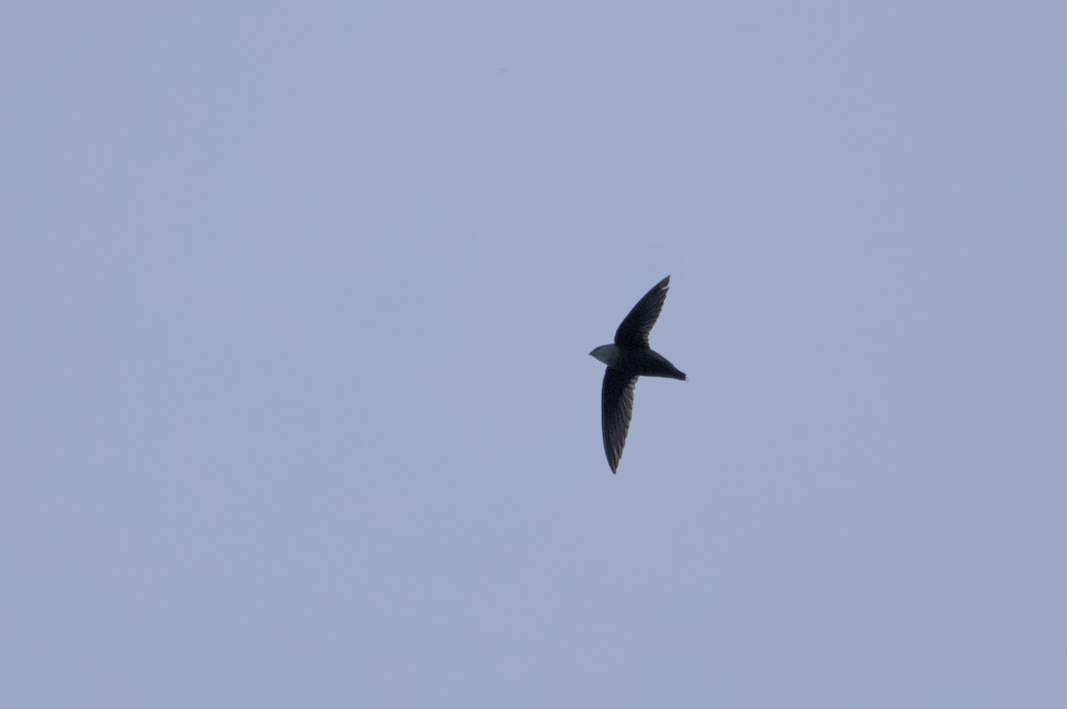 Chimney Swift - Robert Howard