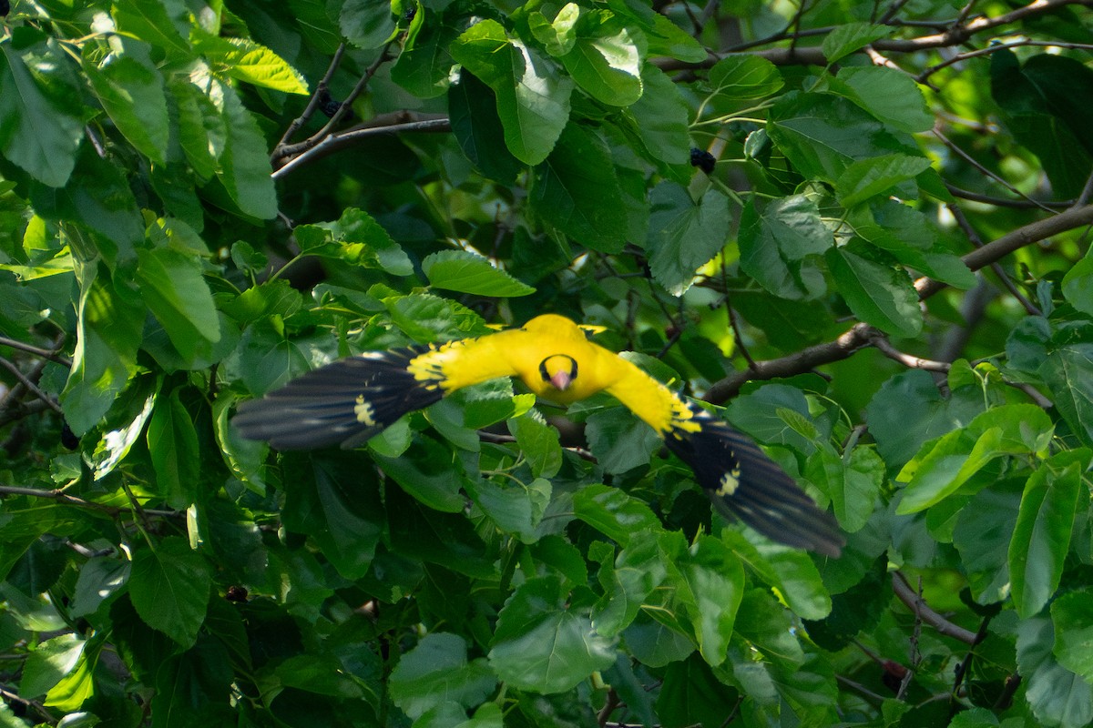 Black-naped Oriole - Fran Kim