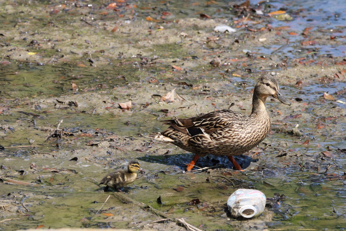 Mallard (Domestic type) - ML619485038