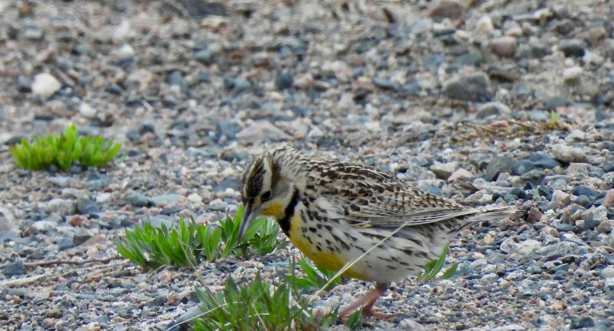 Western Meadowlark - Pegg & Mark Campbell