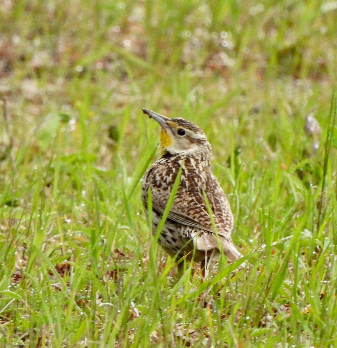 Western Meadowlark - Pegg & Mark Campbell