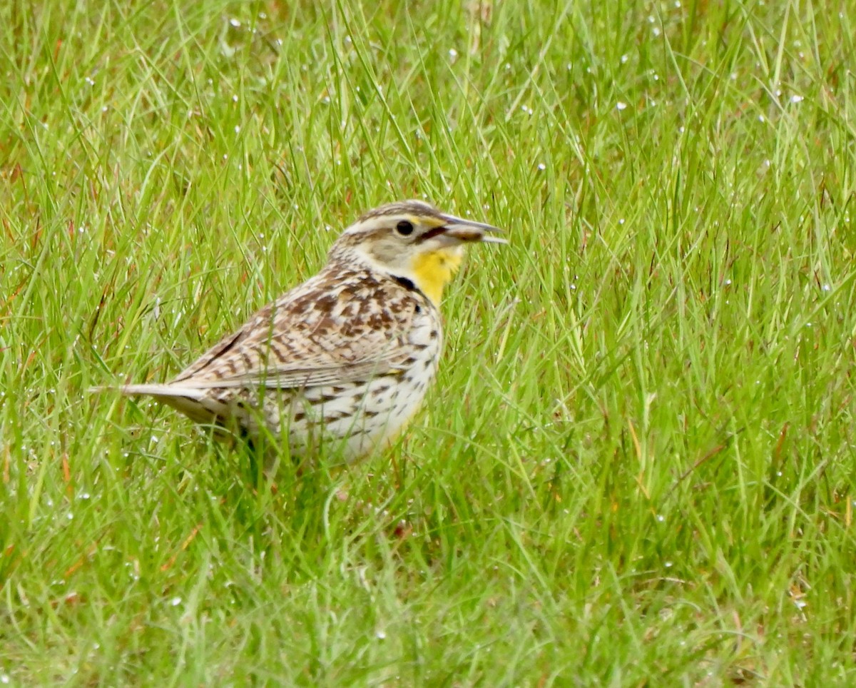 Western Meadowlark - Pegg & Mark Campbell