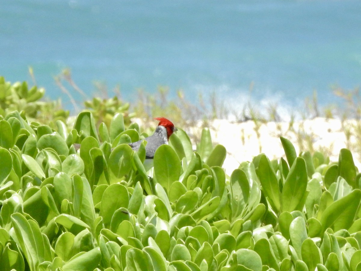 Red-crested Cardinal - Michael Young