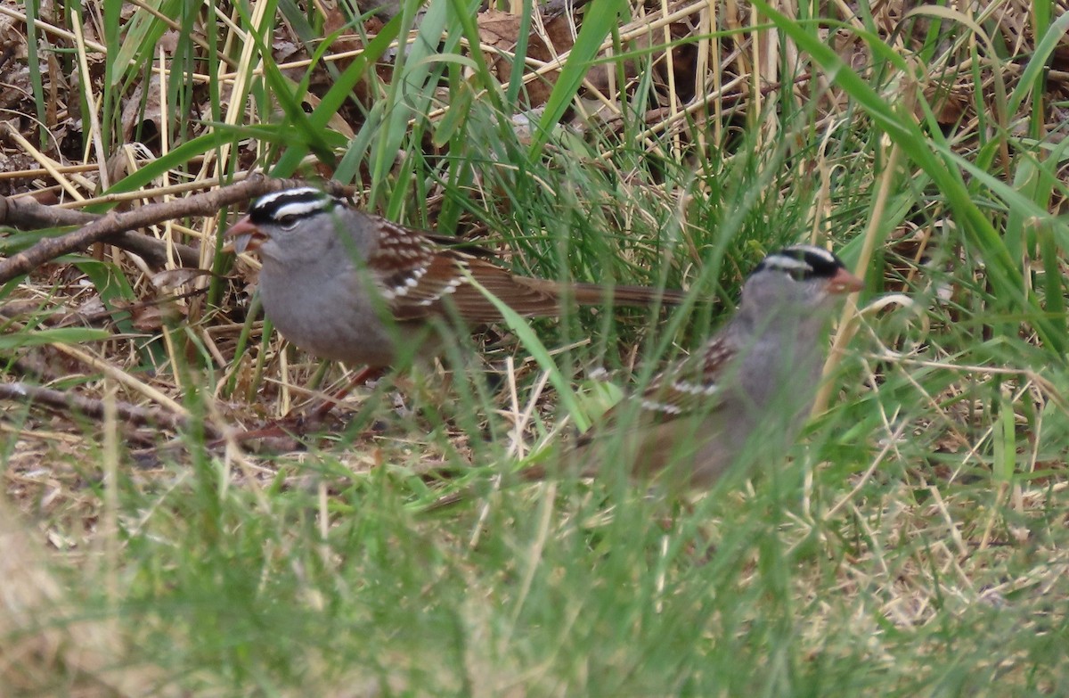 White-crowned Sparrow - Bonnie McKenzie