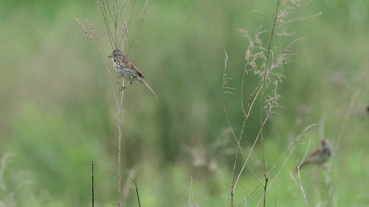 Song Sparrow - Robert Howard