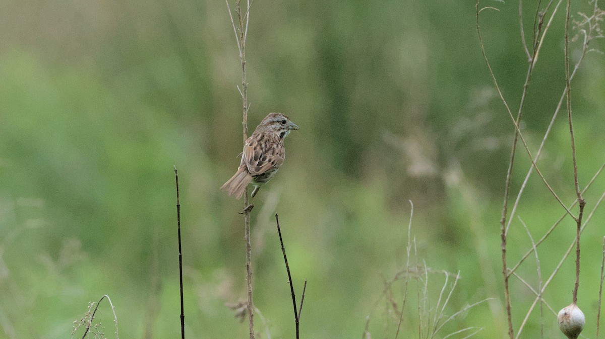 Song Sparrow - Robert Howard