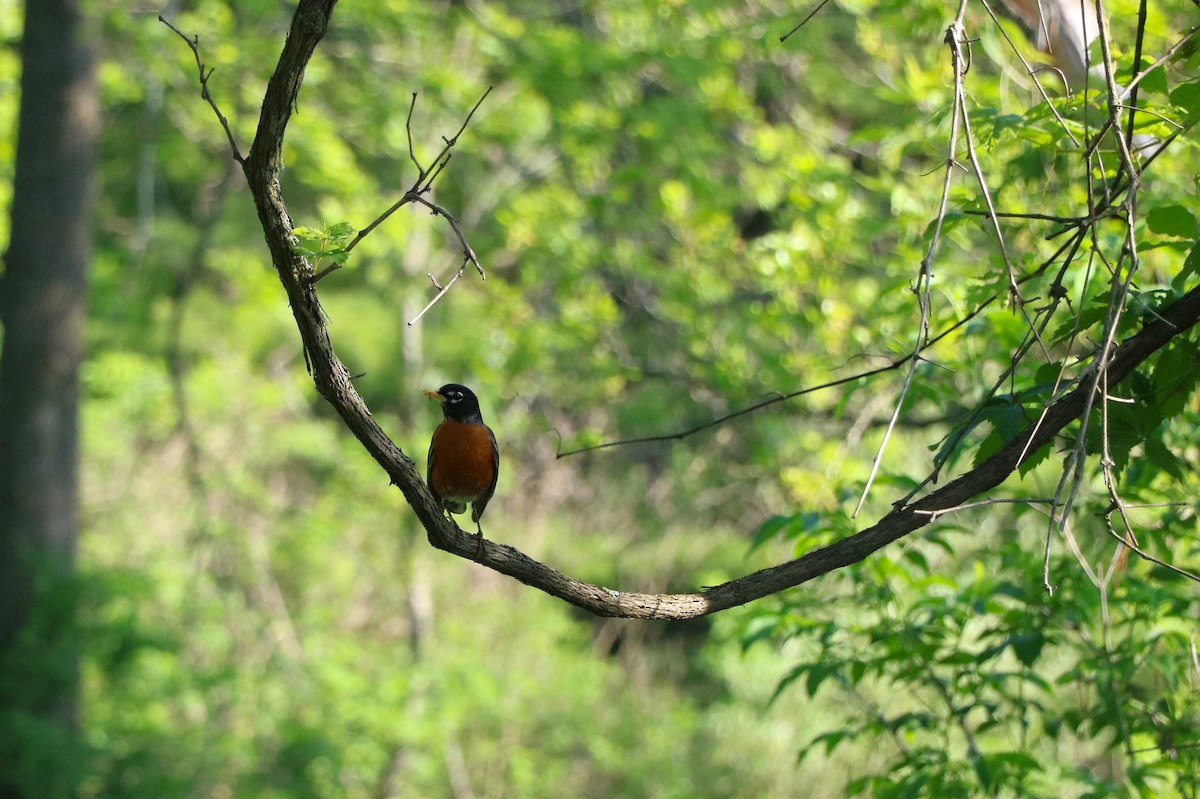 American Robin - Lisa Maier