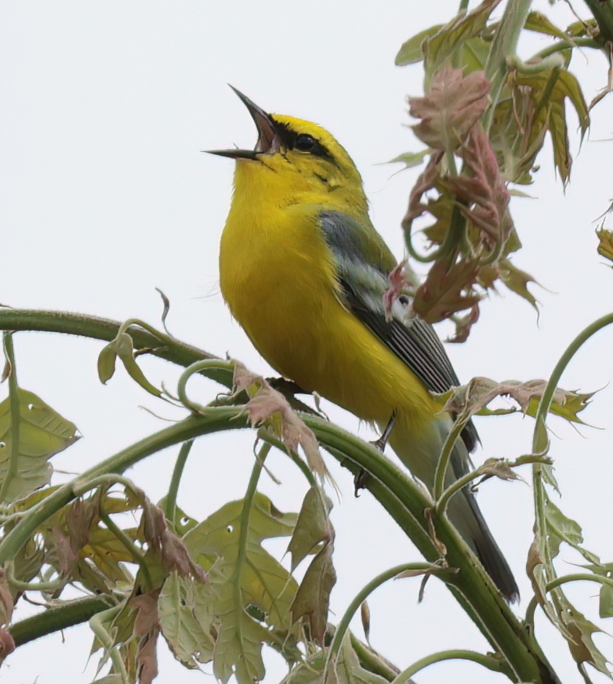 Blue-winged Warbler - Charlotte Byers