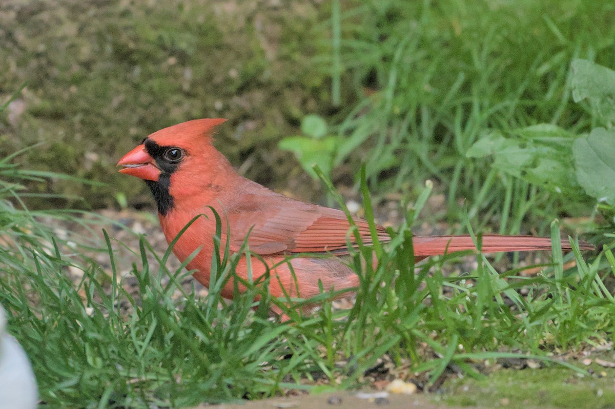 Northern Cardinal - Robert Howard