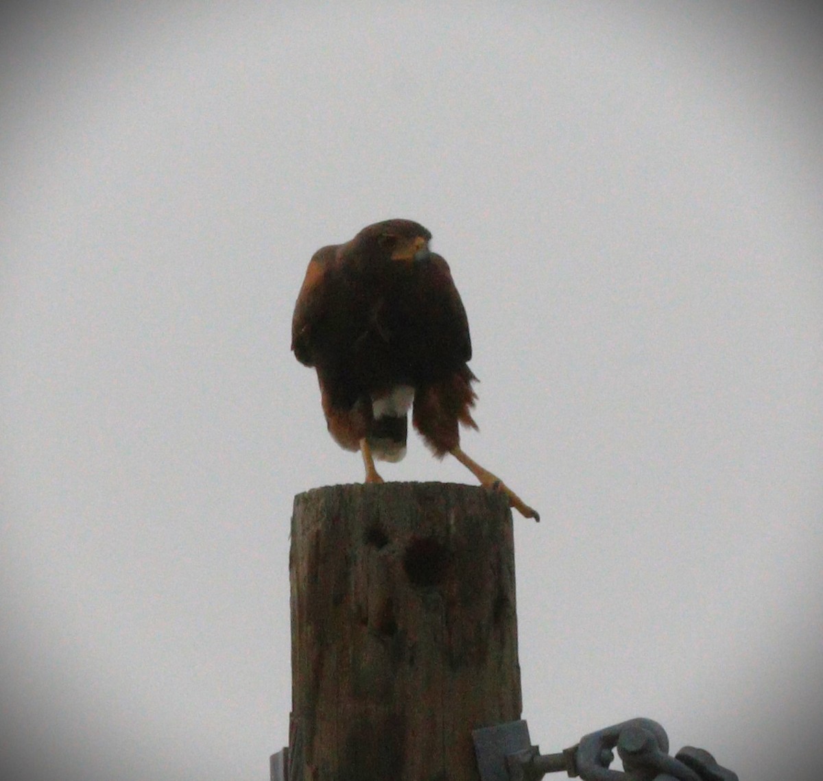 Harris's Hawk - Gigi DelPizzo