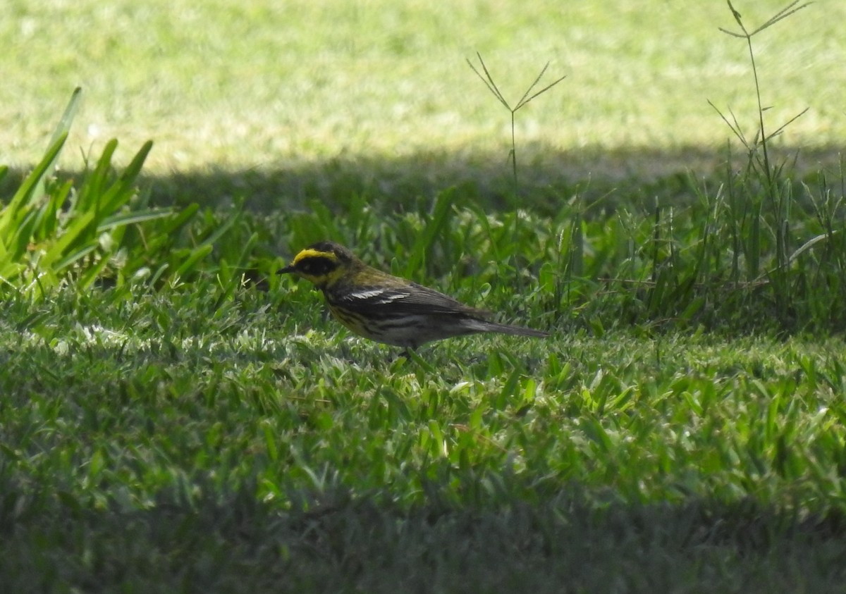 Townsend's Warbler - Chris Dean