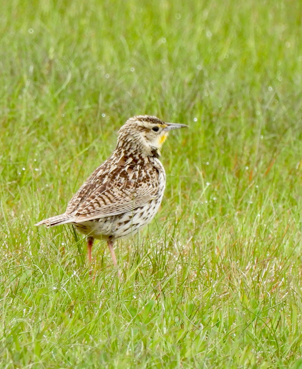 Western Meadowlark - Pegg & Mark Campbell