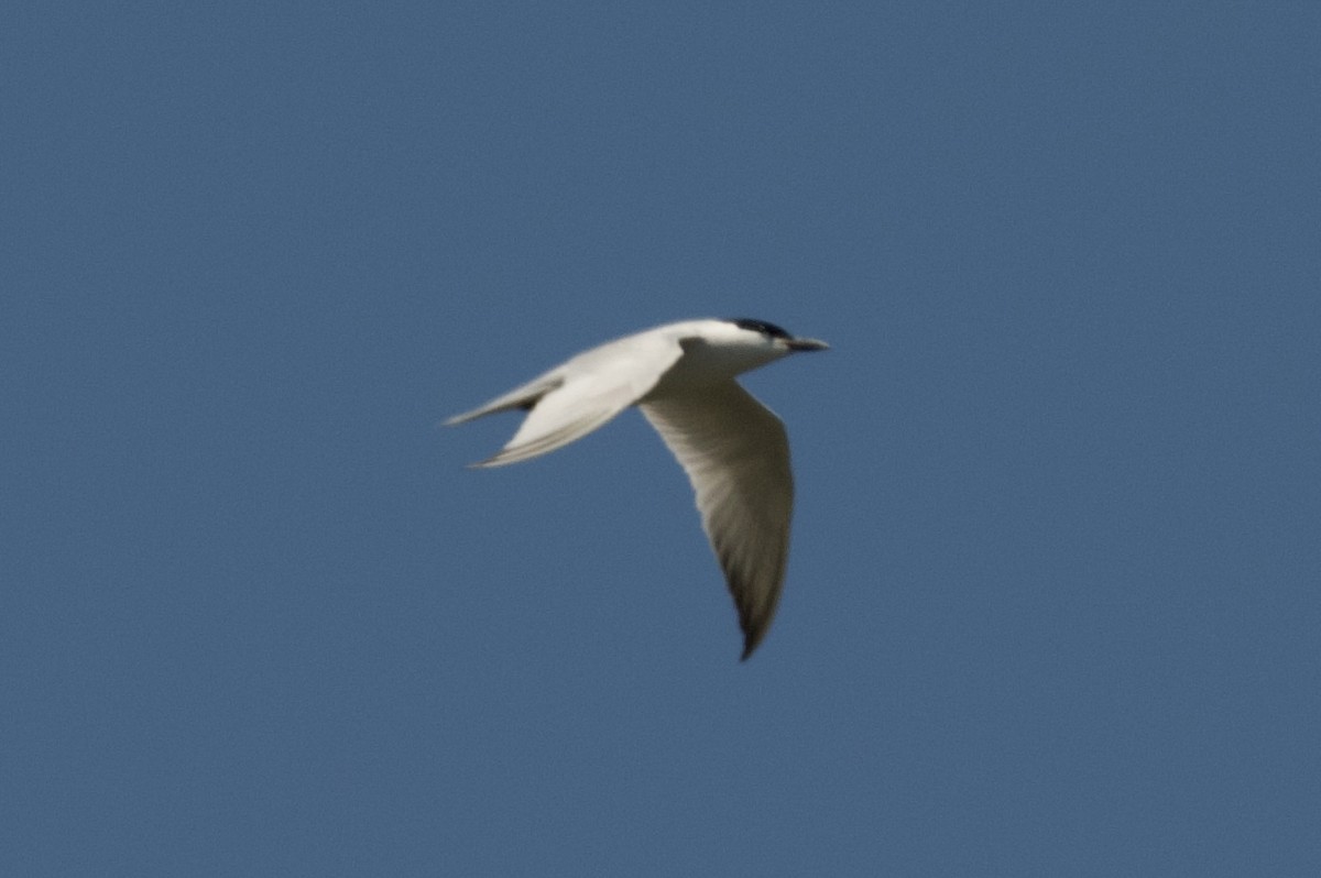 Gull-billed Tern - Tyler Sharer