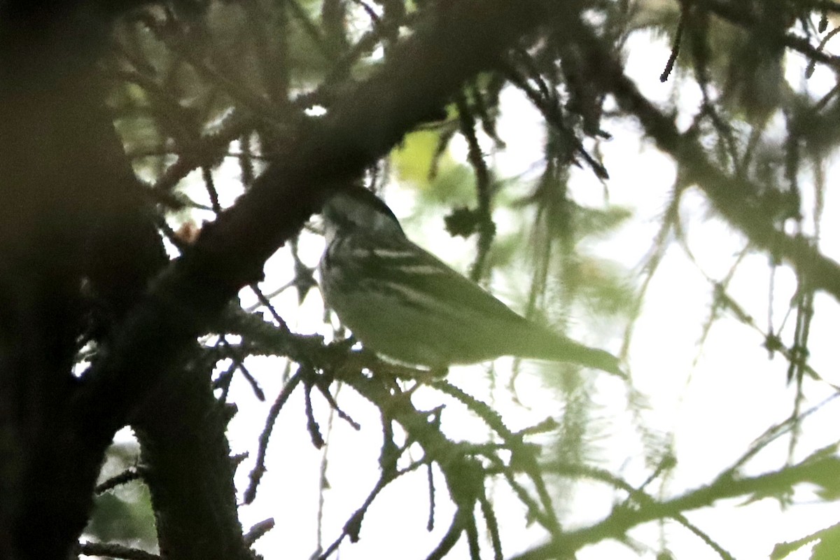 Blackpoll Warbler - Liam Messier