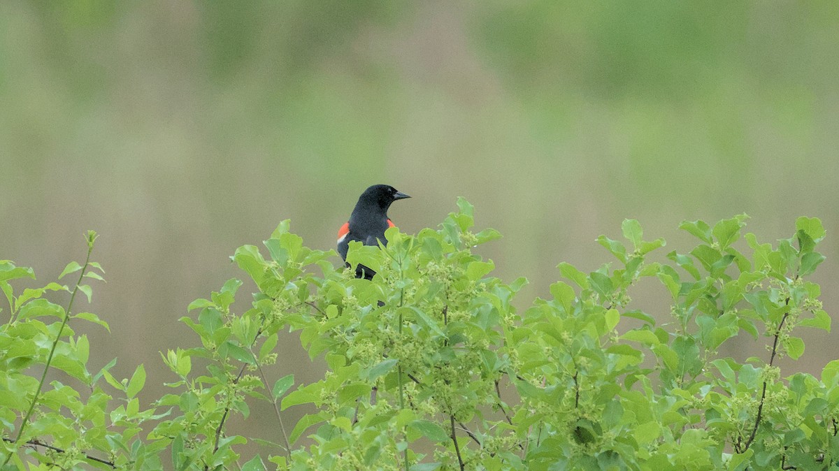 Red-winged Blackbird - Robert Howard