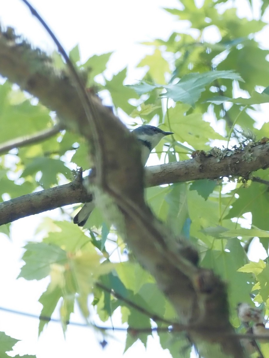 Cerulean Warbler - John LeClaire