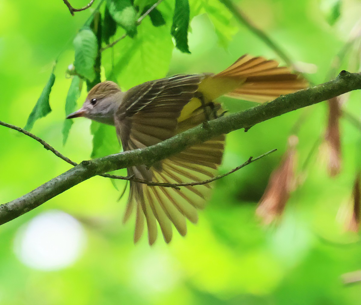 Great Crested Flycatcher - Charlotte Byers