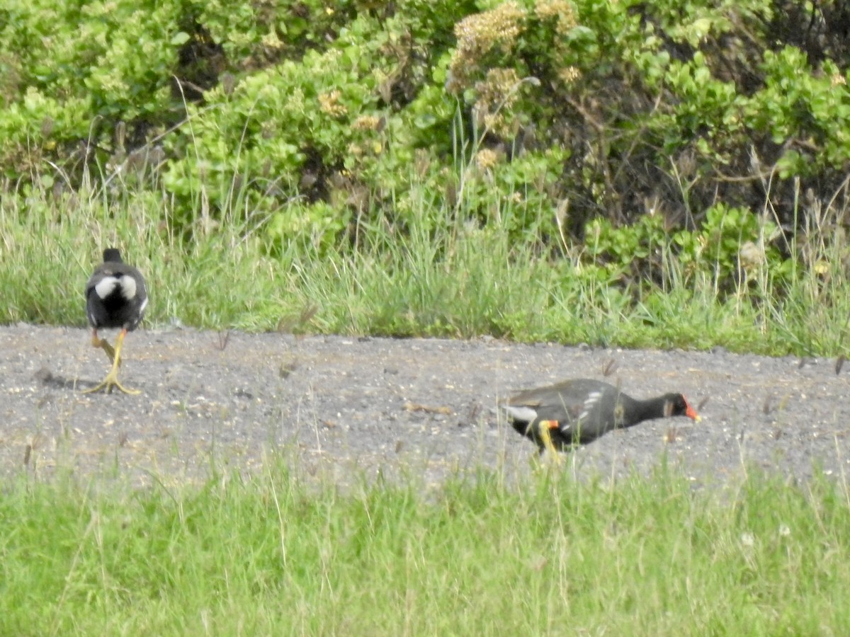 Common Gallinule (Hawaiian) - Michael Young