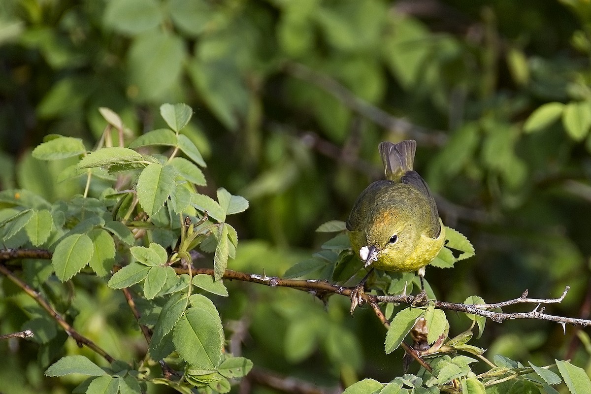 Orange-crowned Warbler - Robert Hsu