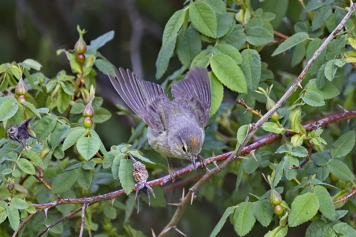 Orange-crowned Warbler - Robert Hsu