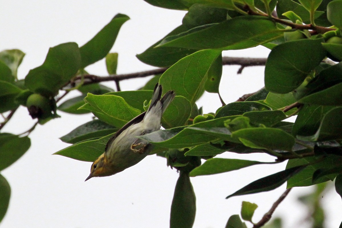 Blackburnian Warbler - Connie Guillory