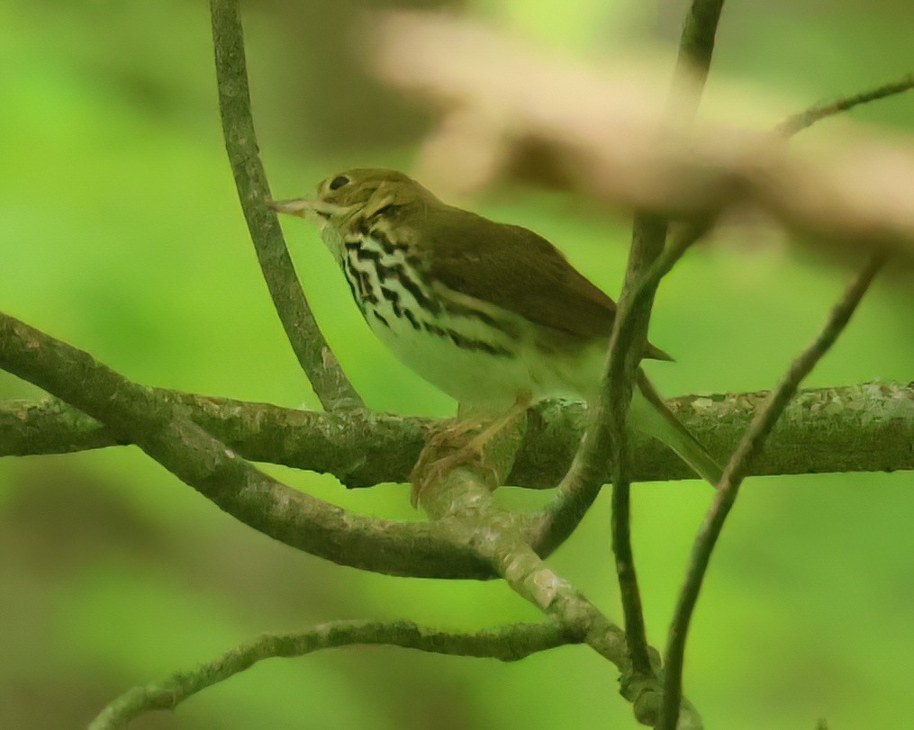 Ovenbird - Charlotte Byers