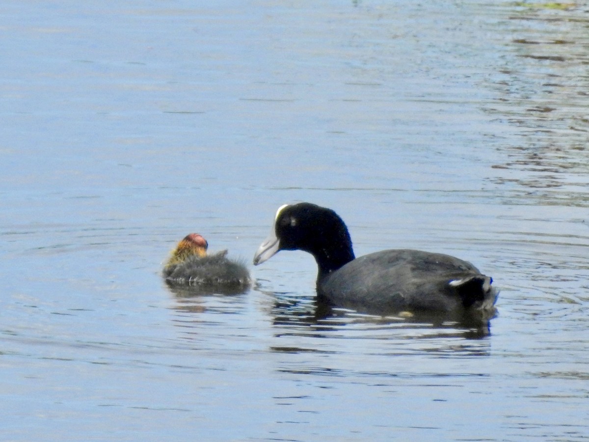 Hawaiian Coot - ML619485109