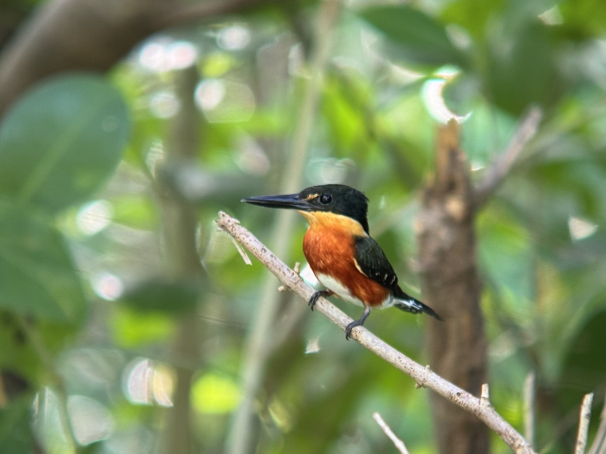 American Pygmy Kingfisher - Yucatan Birding Tours