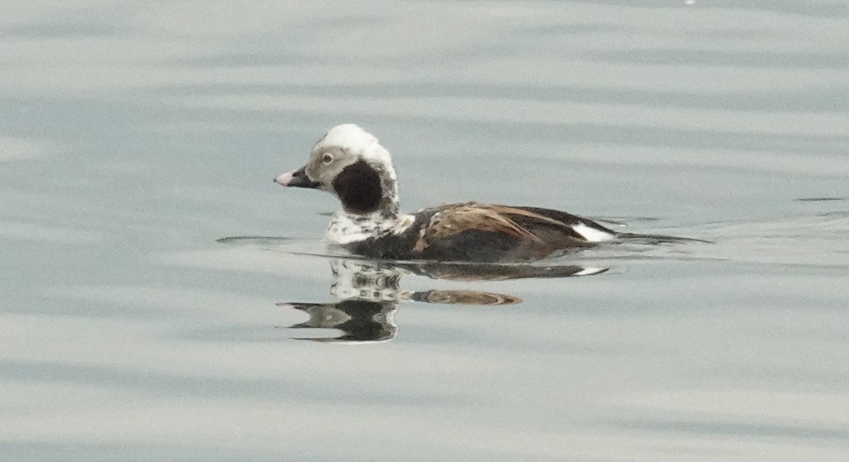 Long-tailed Duck - Cynthia Ehlinger