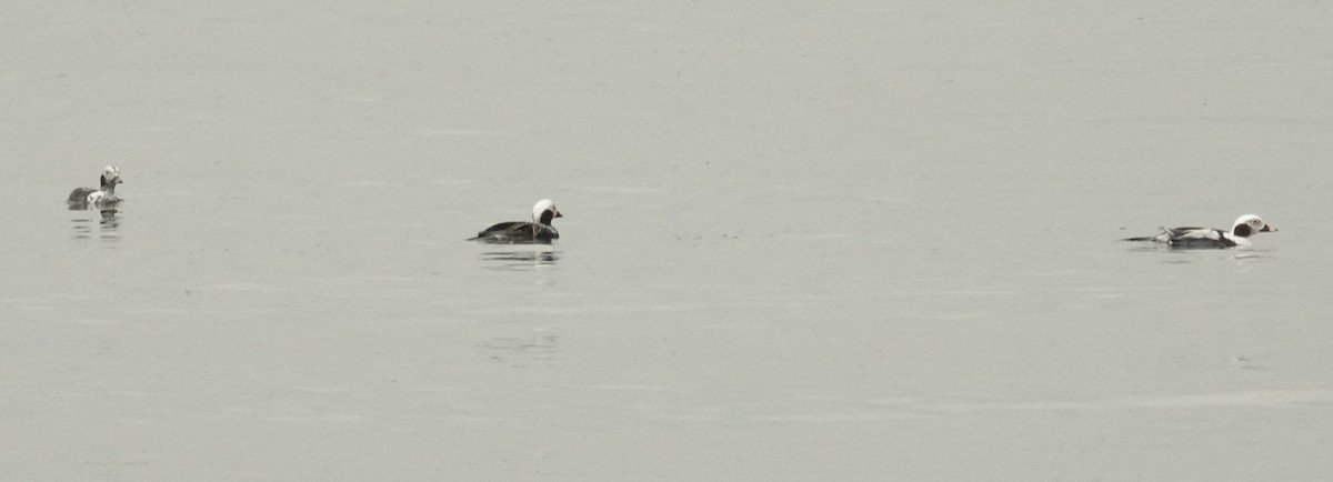 Long-tailed Duck - Cynthia Ehlinger