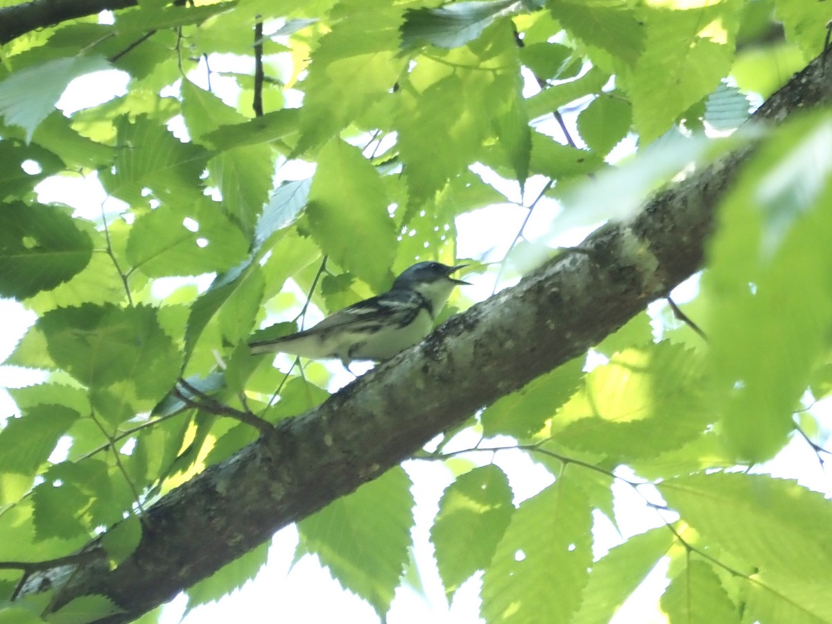 Cerulean Warbler - John LeClaire