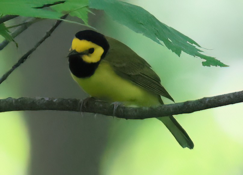 Hooded Warbler - Charlotte Byers