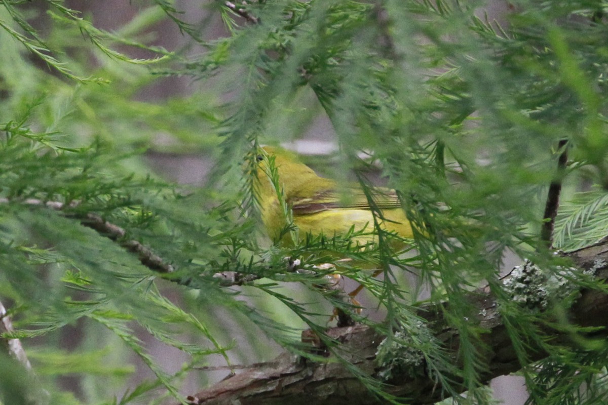 Yellow Warbler - Connie Guillory