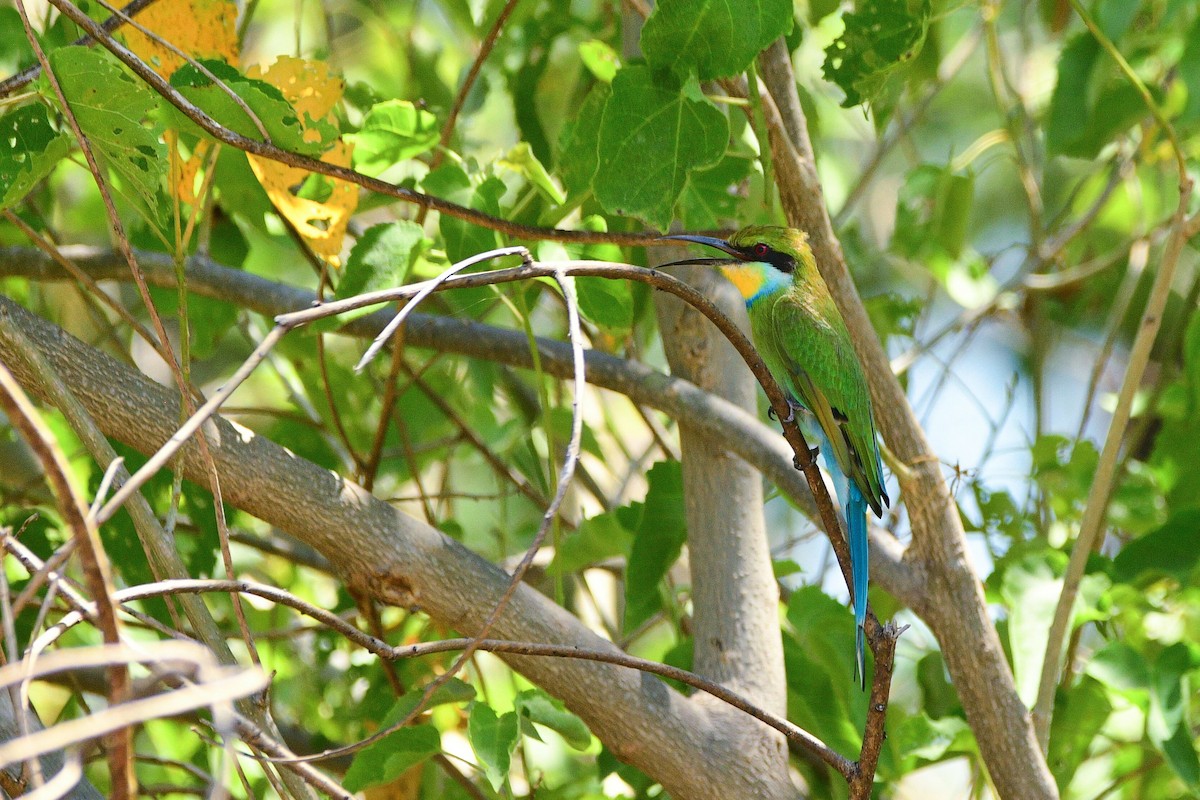 Swallow-tailed Bee-eater - ML619485131