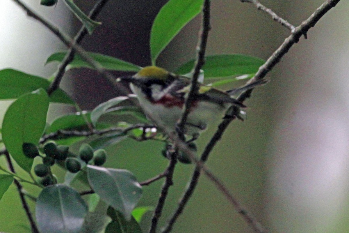 Chestnut-sided Warbler - ML619485141