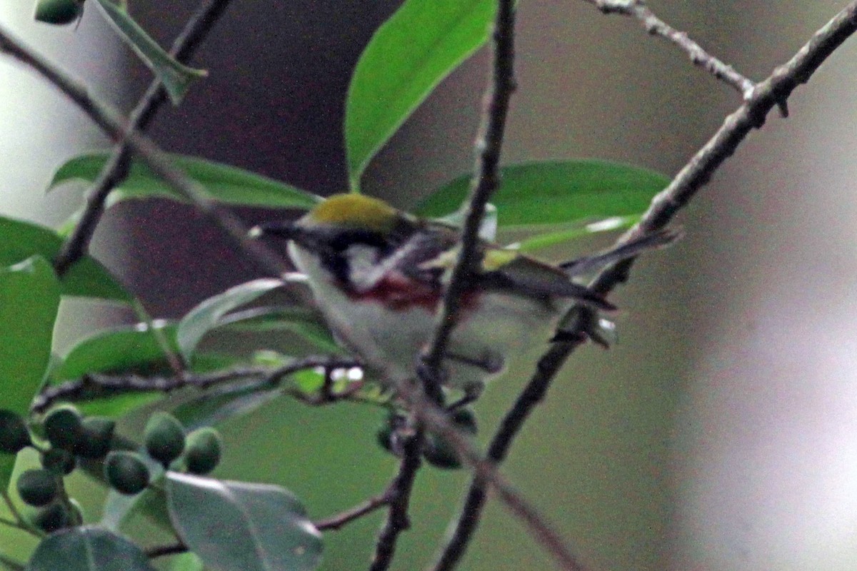 Chestnut-sided Warbler - Connie Guillory