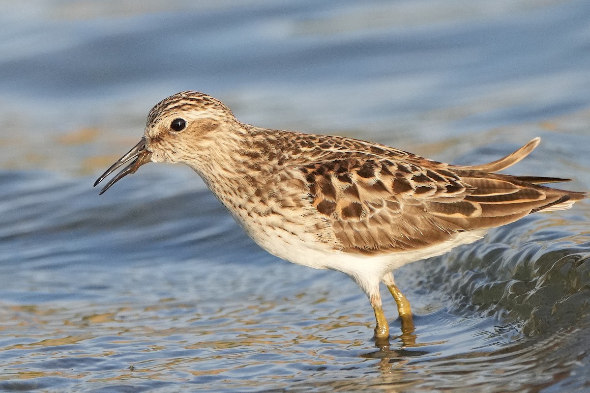 Least Sandpiper - David Mou