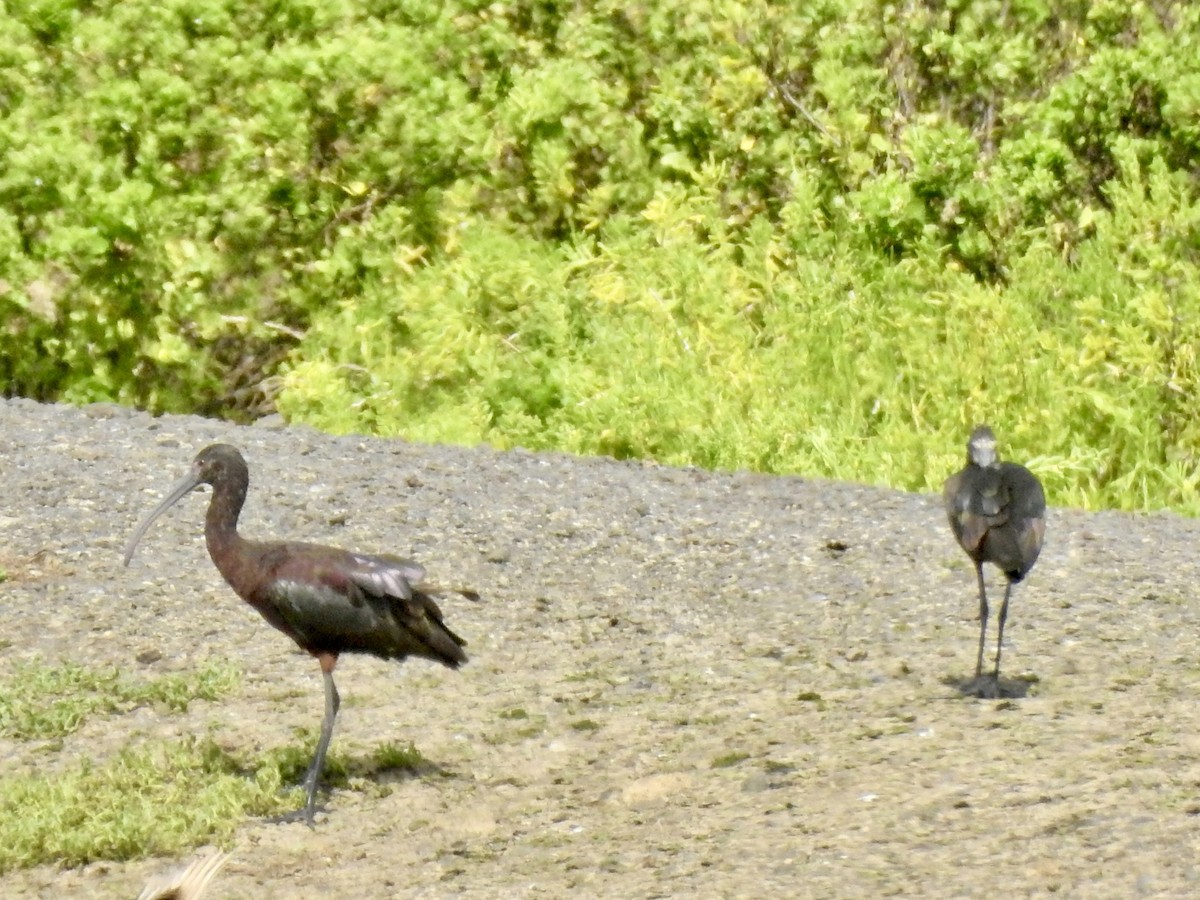 Ibis à face blanche - ML619485151