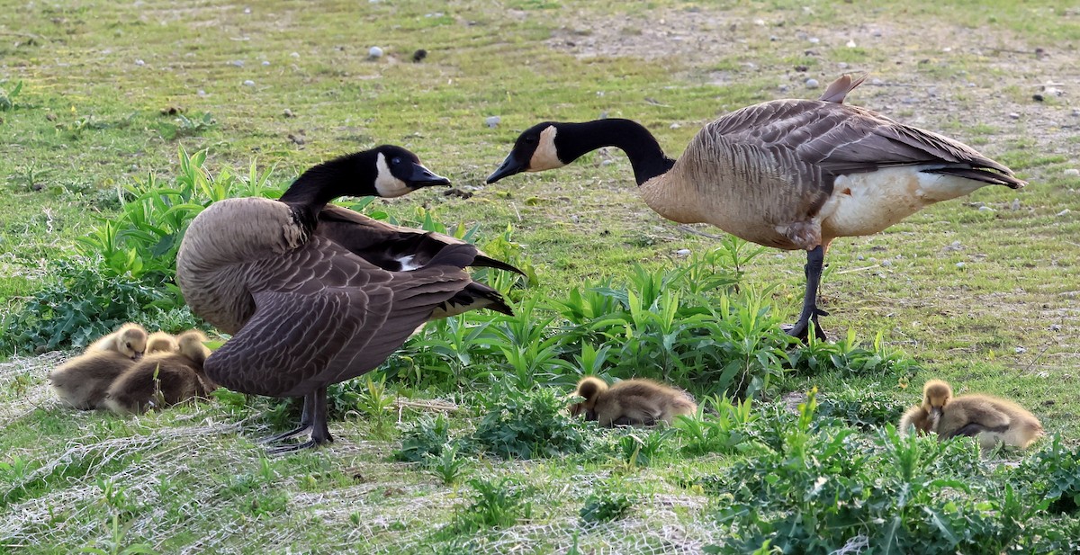 Canada Goose - ML619485153