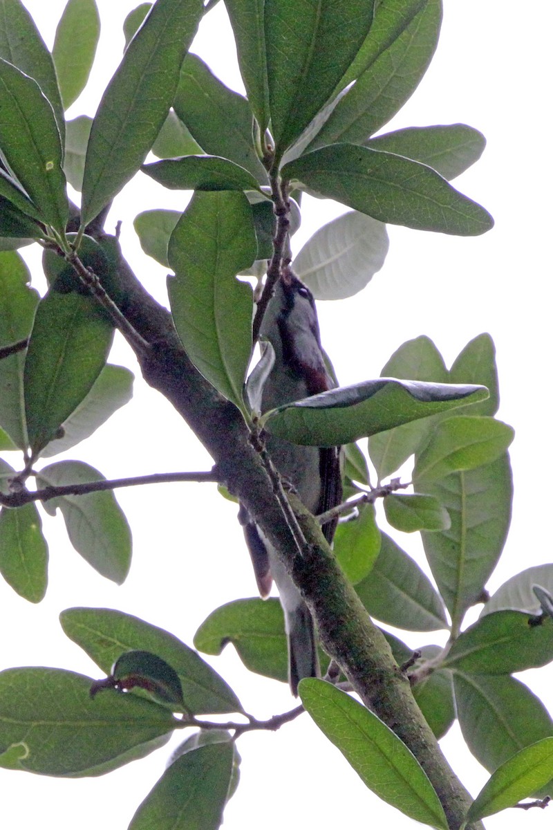 Chestnut-sided Warbler - Connie Guillory