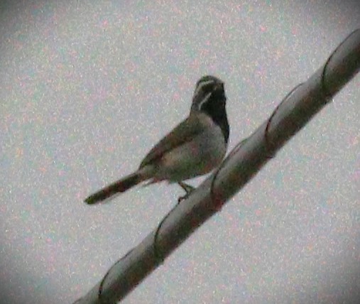 Black-throated Sparrow - Gigi DelPizzo