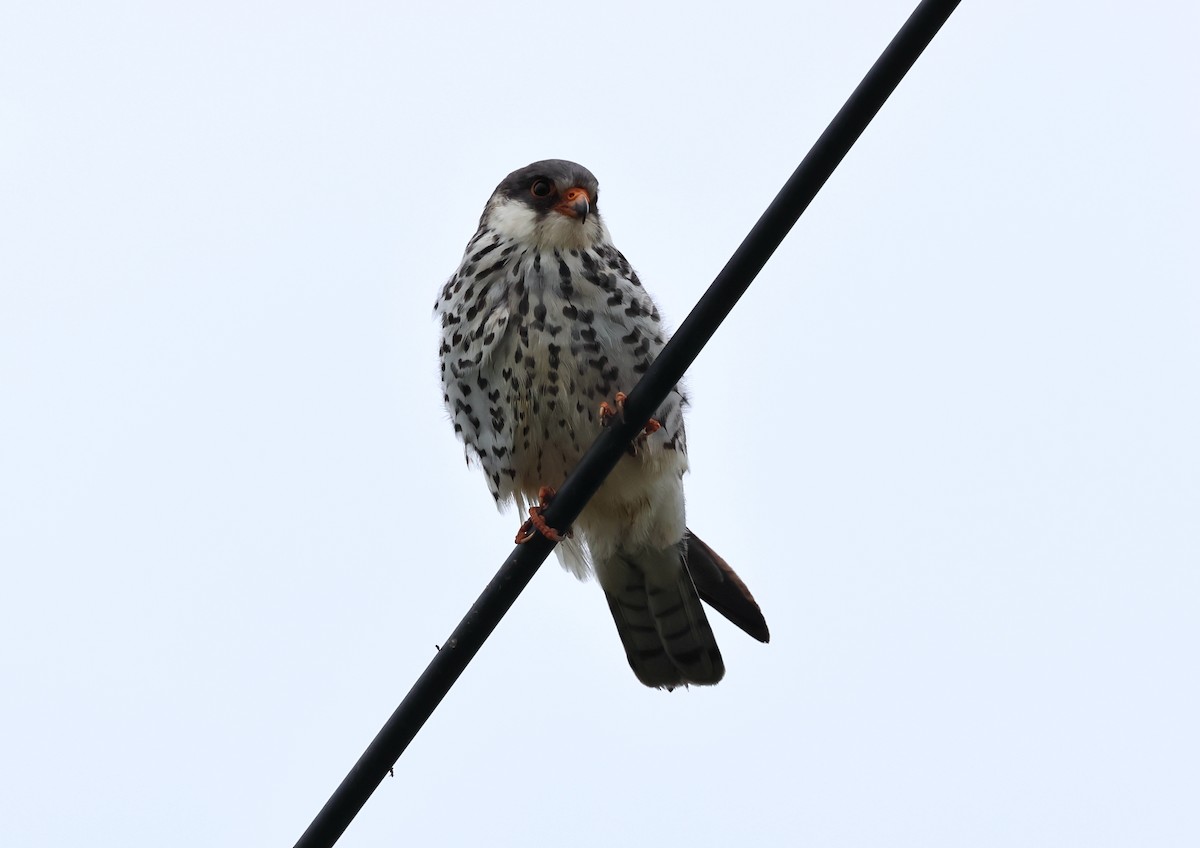 Amur Falcon - 浙江 重要鸟讯汇整