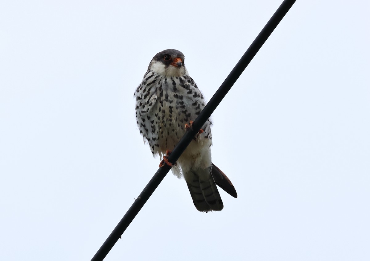 Amur Falcon - ML619485165