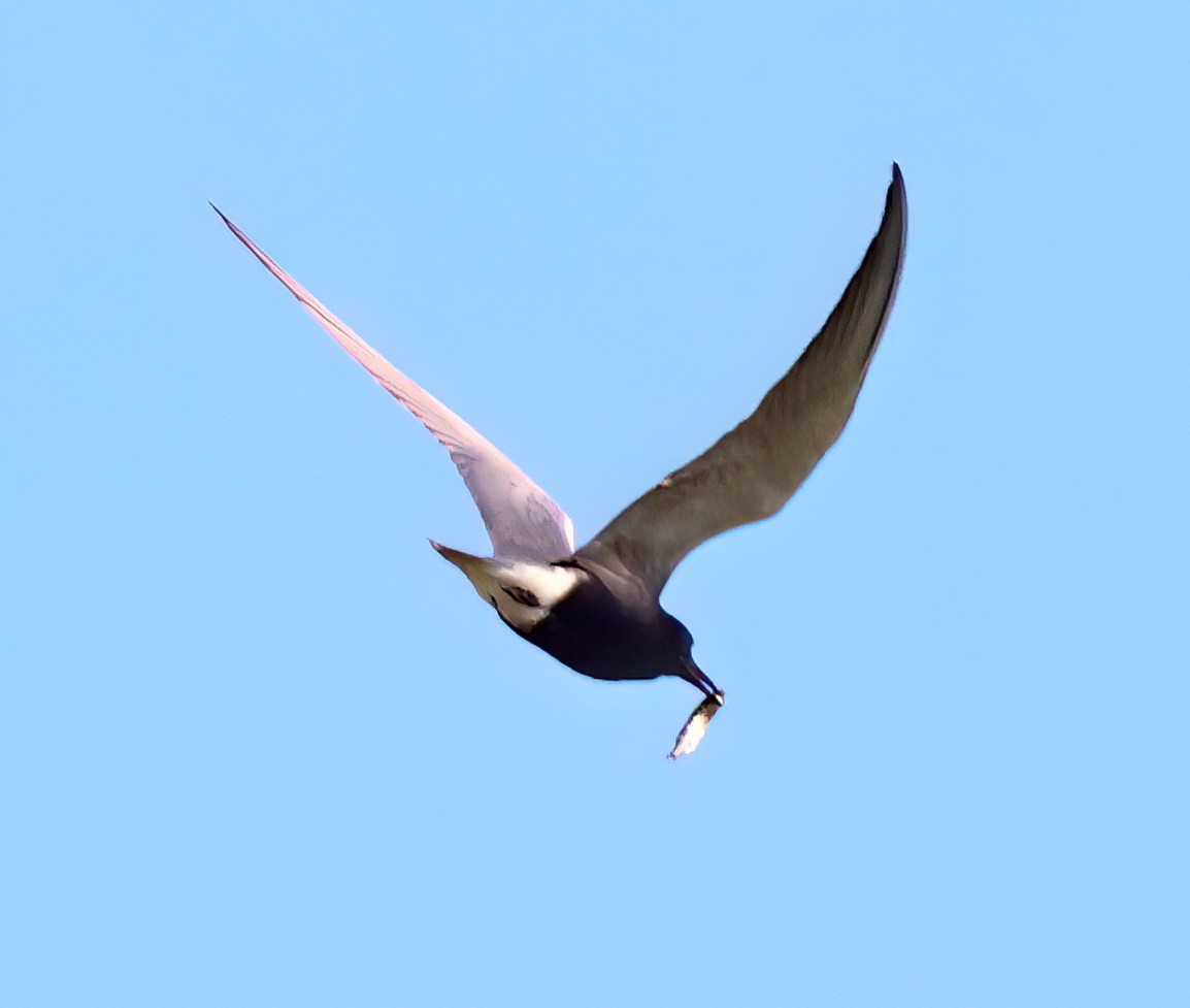 Black Tern - Charlotte Byers