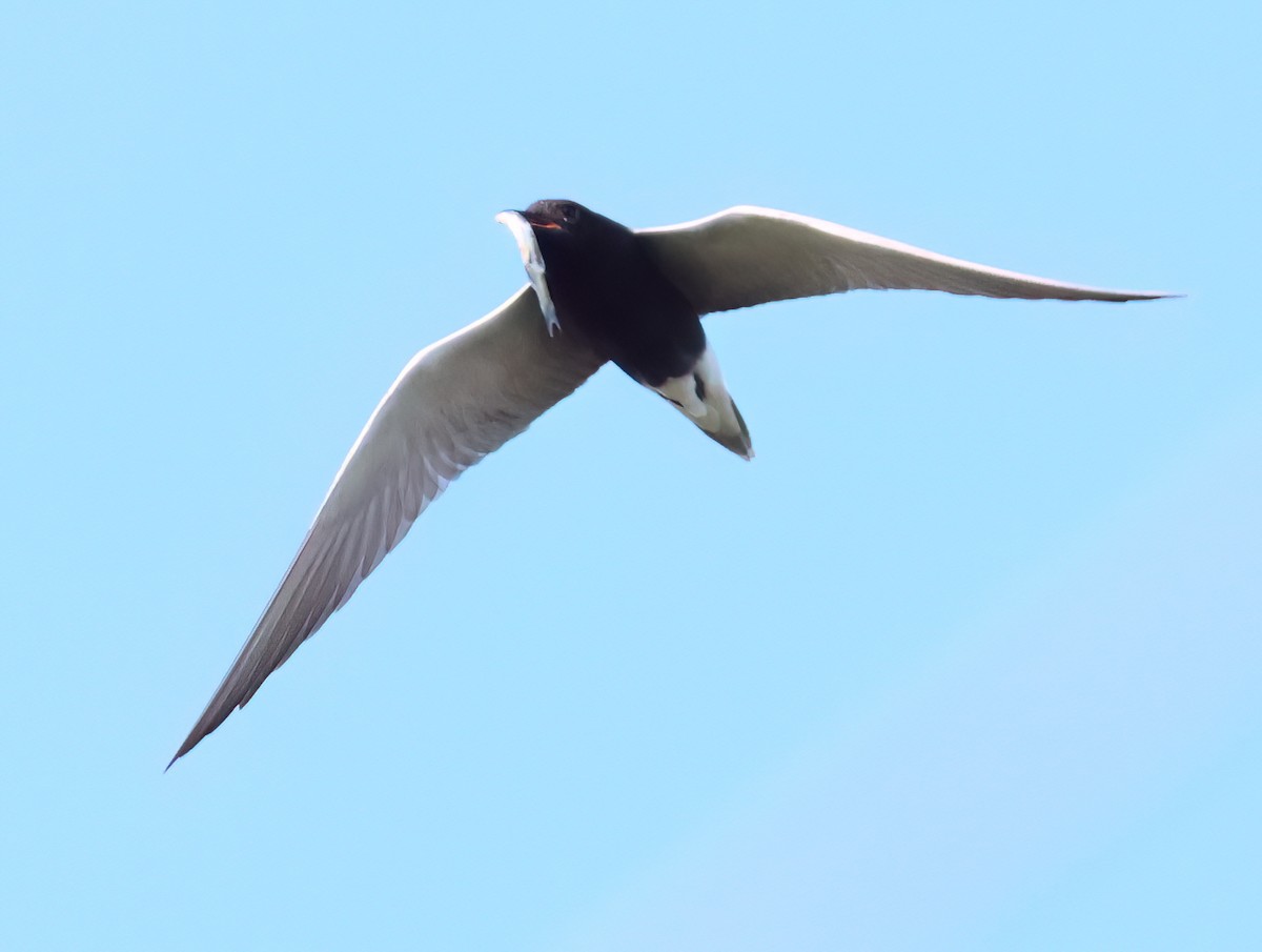 Black Tern - Charlotte Byers