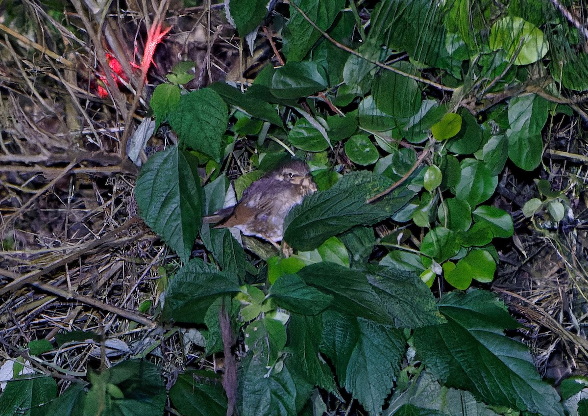 Siberian Thrush - ML619485170