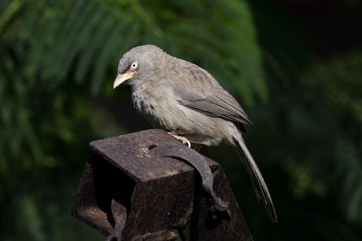 Jungle Babbler - Wachara  Sanguansombat