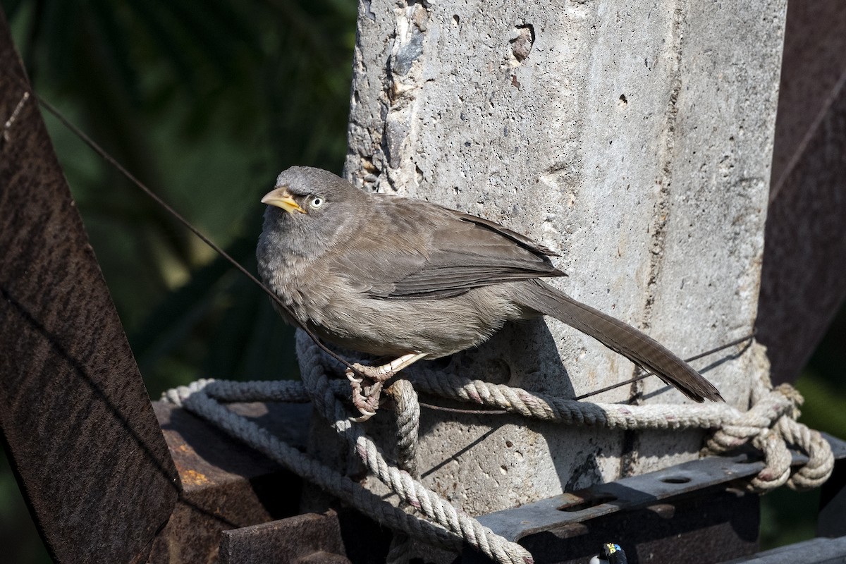 Jungle Babbler - Wachara  Sanguansombat