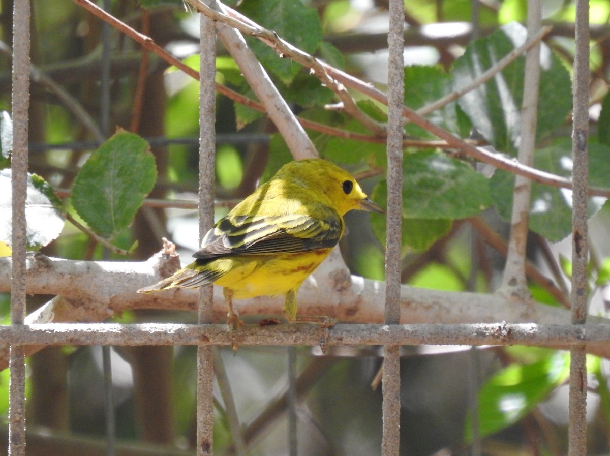 Yellow Warbler - Chris Dean