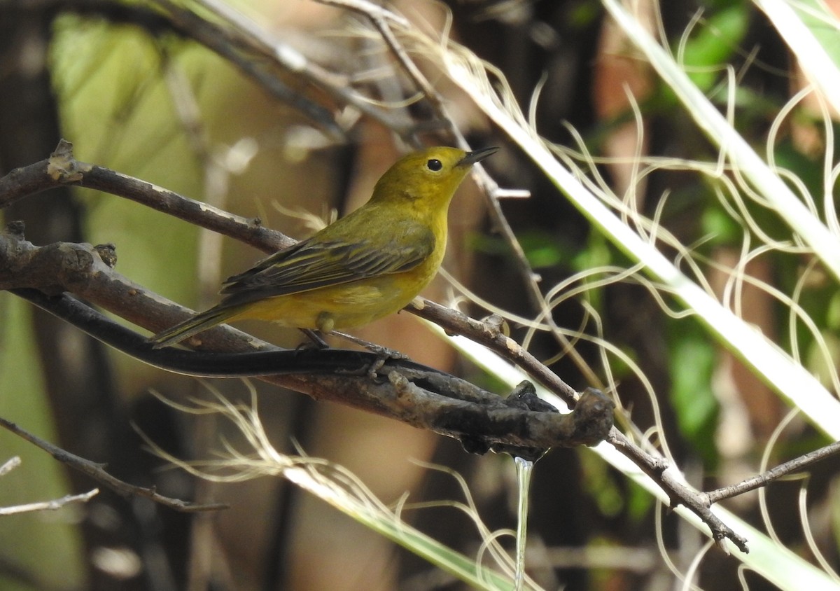 Yellow Warbler - Chris Dean